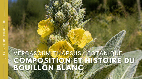 Verbascum thapsus  botanique, composition et histoire du bouillon blanc - Herboristerie Sensathé